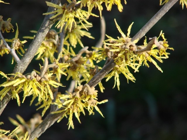 hamamelis